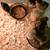 Buff Brahma Chicks 4 thumbnail