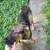 8 month old male German shepherd 1 thumbnail