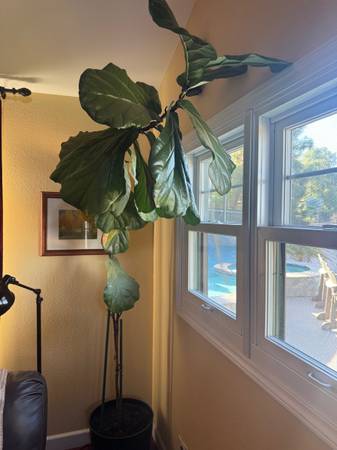 Fiddler Fig Tree 1