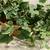 3 Decorative Indoor/Outdoor Artificial Ivy Plants (vases not included) 6 thumbnail
