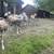 Sheep for sale 6 thumbnail