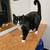 Handsome male cat 1 thumbnail