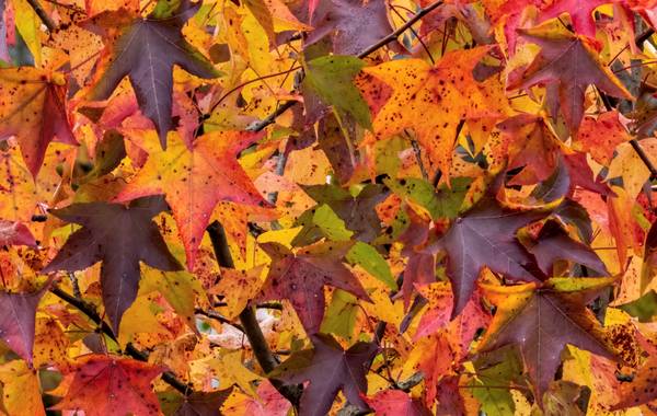 Lawns to rake leaves up 1