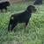 AKC Rottweilers 6 thumbnail