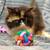 Gatita calico 2 thumbnail