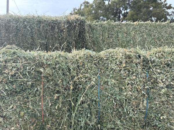Last cutting Alfalfa small squares just baled. North of Bonham 1