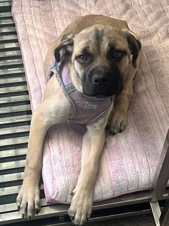 Looking for her Furever home!! Beautiful Cane Corso (San Jose)63696489592961122