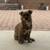 🚨FOUND DOG (TERRIER MIX)🚨 2 thumbnail