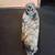 Inuk in Kayak Soapstone Carving 2 thumbnail