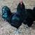 Ameraucana + Marans Roosters 1 thumbnail