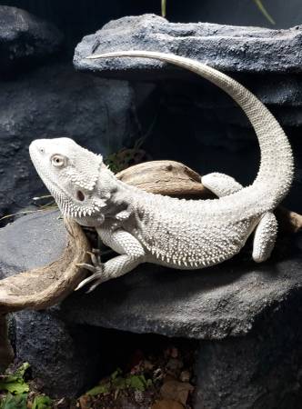 Dragón barbudo con terrario (Seattle)63661015248259120