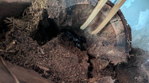 Reptiles gratis para buenos hogares (Mountlake Terrace)63697490553857122