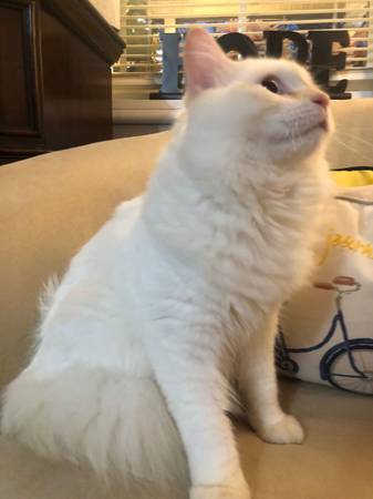 Beautiful Siamese cats 1