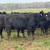 Bred Heifers 6 thumbnail