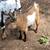 Polled Nigerian Dwarf Bucklings 3 thumbnail