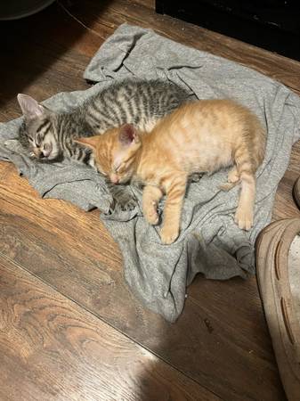 2 KITTENS FOR ADOPTION (Hollywood)63936142316419124