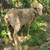 Wool Ewe 2 thumbnail