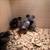 Chicks/ Silkie/Millie Split 2 thumbnail
