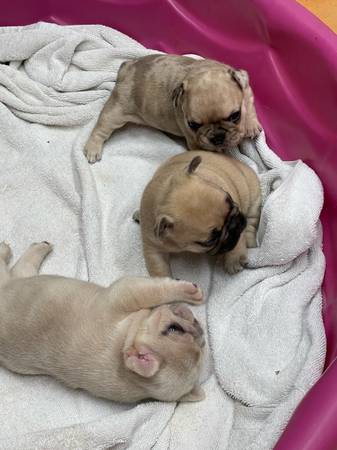 Cachorros Frenchie (Corpus Christi)63622370776449121
