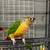 Conures birds 1 thumbnail