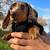 playfulDachshund puppy 1 thumbnail