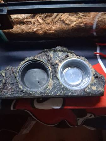 Juvenile Crested Gecko with everything included! (Vancouver)63842371773441122
