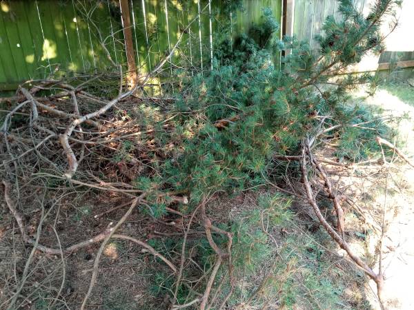 Pine Boughs 1