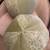 Pair of High Quality Round Designer Accent Pillows / Throw Pillows 5 thumbnail