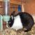 Rehoming pet rabbits 3 thumbnail