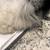 Guinea pig 2 thumbnail