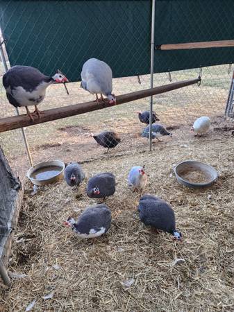 Guinea Eggs for your broody hen or incubator $15 dozen 1