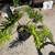 Large Philodendron plant for sale 10 thumbnail