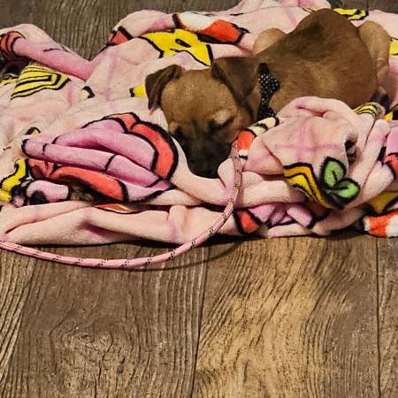 Chiweenie (Bellevue)64184332039937120