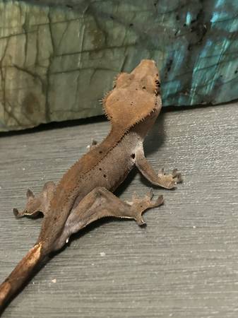 Gecko (Downey)63869929098115120
