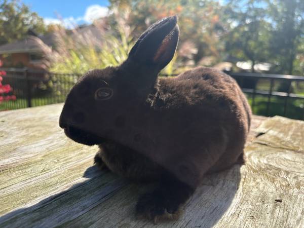 Mini rex 1