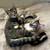 Lovely male kitten to a good home - we can deliver to loving home 4 thumbnail