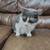 Cymric cat 2 thumbnail