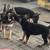 Puppies german Sheppards 6 thumbnail