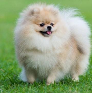 Oakridge RoyalBuddy Pomeranian 1