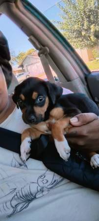 Doberman and pitbull (Lancaster)63905558299139120