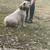 American bully pocket 1 thumbnail