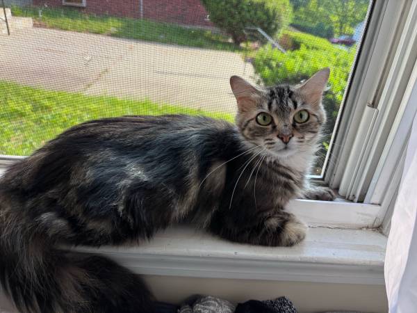 Looking for forever home (Tariffville)63873146055811120