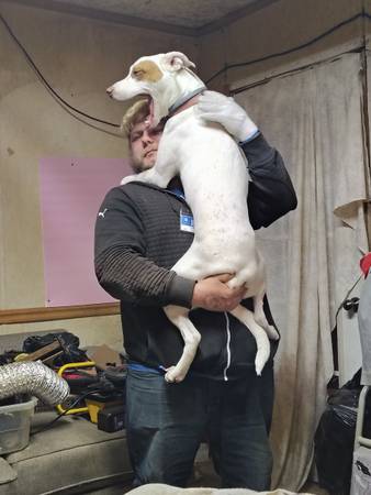 Heeler for rehoming ASAP (Tullahoma tn)64013102538626124