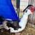 Muscovy Drake 2 thumbnail