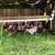 Rhode Island Red/White Leghorn Chickens 3 thumbnail