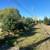 Landscaping Evergreens and Arbrovite 3 thumbnail
