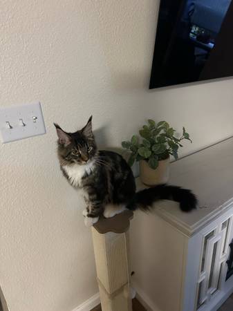 Main coon (Antelope)63848874883457122
