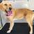 Mobile Dog Grooming Services 7 thumbnail