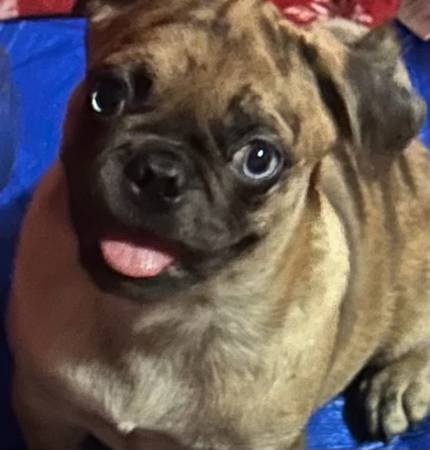 Pug merle (Splendora)63859317418883120