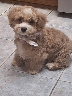 rehoming puppies!! (La Crescenta/ Montrose)63829900059907120